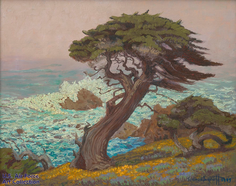 MONTEREY CYPRESS